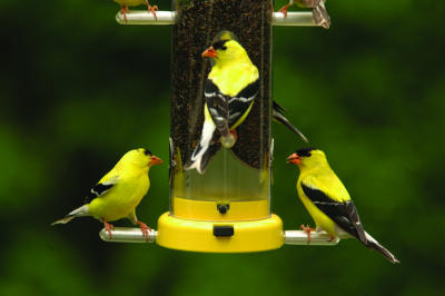 Finch Feeder