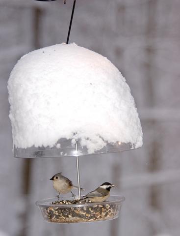 Dinner Bell Feeder