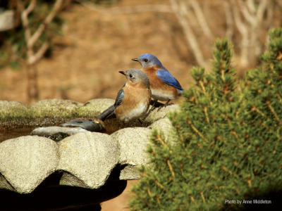 Birdbath