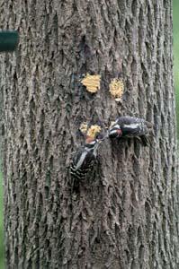 Downey Woodpecker