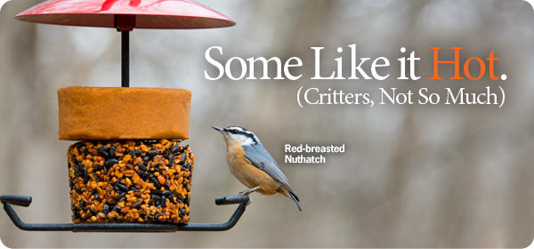 red pepper bird food