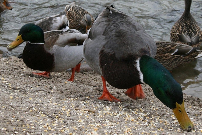 feeding wild mallard ducks