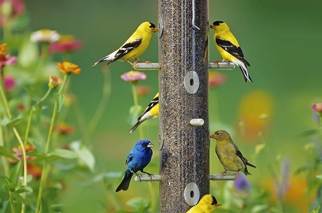 Cleaning Feeders