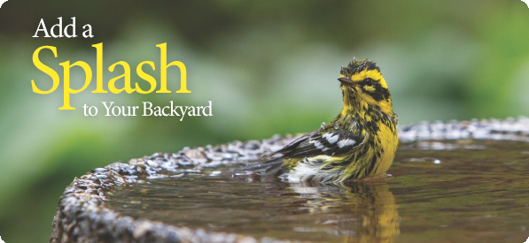 Warbler in Bird Bath