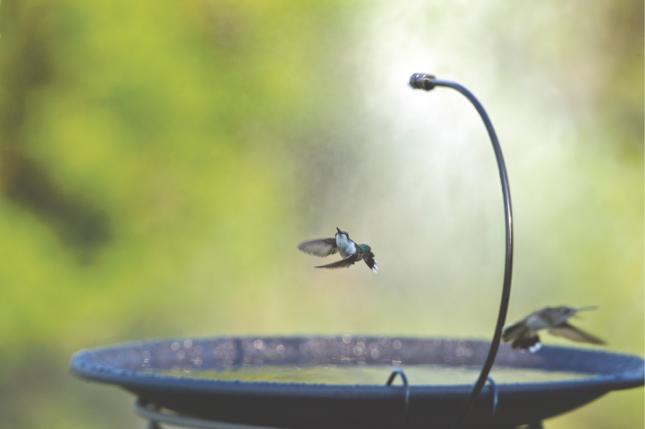 Hummingbirds with mister