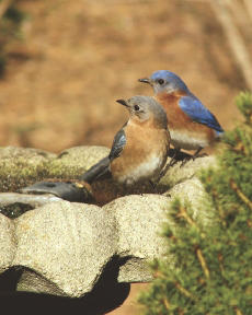 Eastern Bluebirds in Concrete Bird Bath