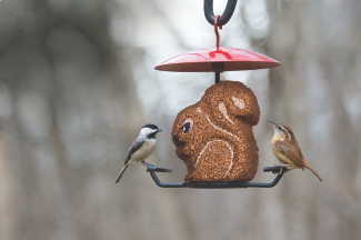 capsaicin bird food