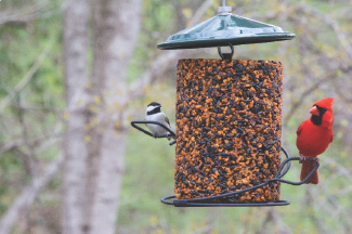 hot pepper treated bird seed