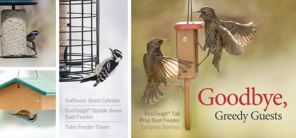 Goodbye, Greedy Guests &ndash; 20% Off Safflower & NutraSaff