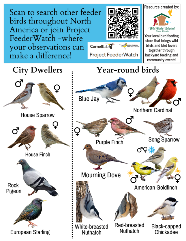 Winter Bird Identification Guide cover