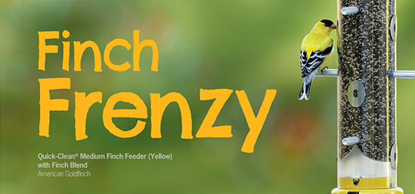 Finch Feeding Sale