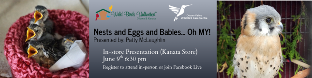 Baby Birds Presentation