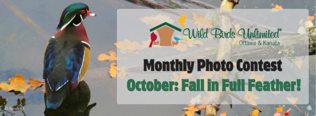 October Fall in Full Feather Photo Contest