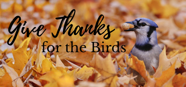 Give Thanks for the Birds